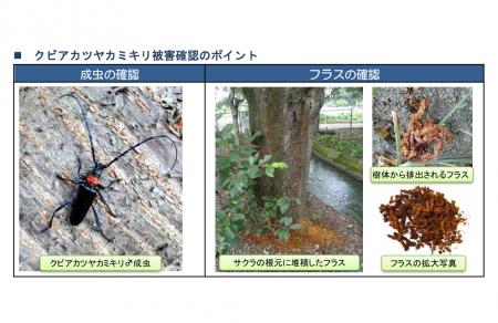 【埼玉県】「クビアカツヤカミキリ発見大調査2026」ス 【埼玉県】「クビアカツヤカミキリ発見大調査2026」ス