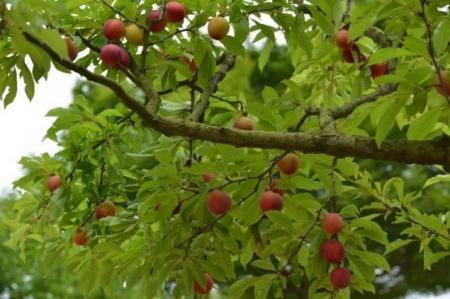 【初夏の風物詩】 物価高だからこそ“心満たされる体 【初夏の風物詩】 物価高だからこそ“心満たされる体