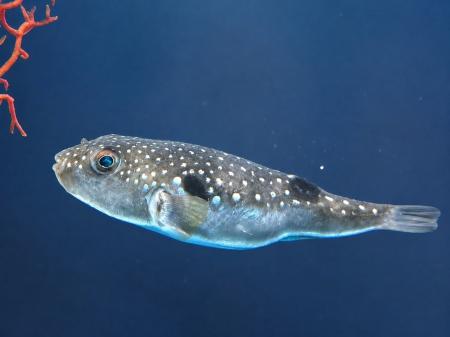 夏の特別企画「海と星の七夕展」と期間限定の魚朱印「