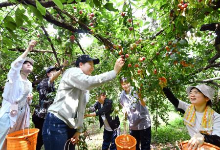 【摂南大学】パルコープでもすももちゃんサイダー販売