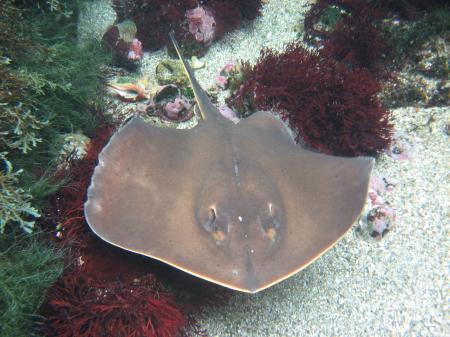 【下田海中水族館】6月24日は空飛ぶ円盤記念日（UFOの