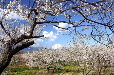 【神奈川県小田原市】4年連続で過去最高を更新！令和7