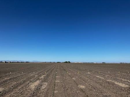 米カリフォルニア州でスキーポンのトマト実証試験を今