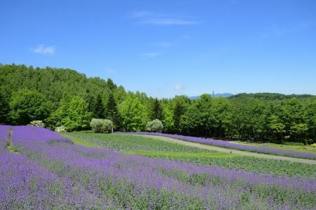【夏空に映える青紫色の絨毯】ネペタ“ウォーカーズロ