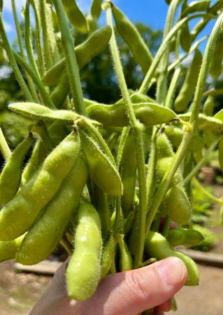 【埼玉県狭山市】暑い日には、これが食べたい！旬の香
