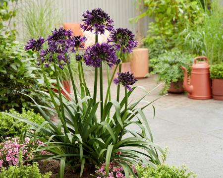日本初！世界一の花「アガパンサス・ブラックジャック