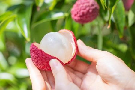 季節限定の贅沢果実 いちごポタジェの「宮崎市産 生ラ