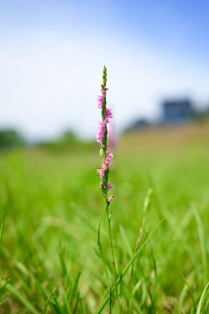 【埼玉県狭山市】グルグルと咲くピンクの「ネジバナ」