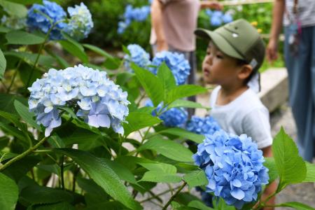 季節を彩る「あじさい寺」賴光寺のアジサイ 見ごろに 