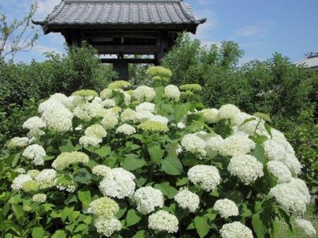 約90種が境内にギュッ！関西屈指のカラフルな“花の寺”