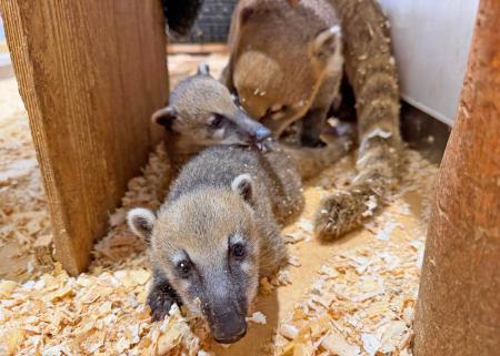 伊豆シャボテン動物公園が運営する屋内型ふれあい動物