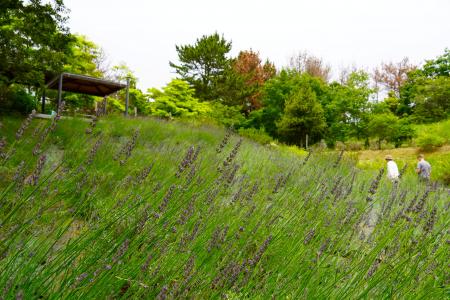 ラベンダー　まもなく見頃です（国営ひたち海浜公園）