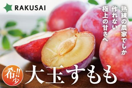 希少！最高級品種 菊島さんの『大玉すもも 貴陽(きよ