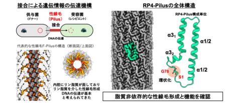 【横浜市立大学】リン脂質に依存しない性線毛RP4utf-8