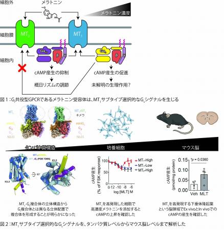 メラトニン受容体MT1が複数の細胞内シグナルを使い分