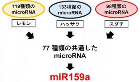 【広島国際大学】かんきつ類に含まれる微小カプセルの 【広島国際大学】かんきつ類に含まれる微小カプセルの