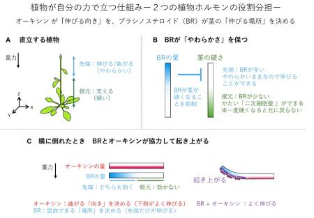 【横浜市立大学】植物が自分の力で立つ仕組みを解明 【横浜市立大学】植物が自分の力で立つ仕組みを解明