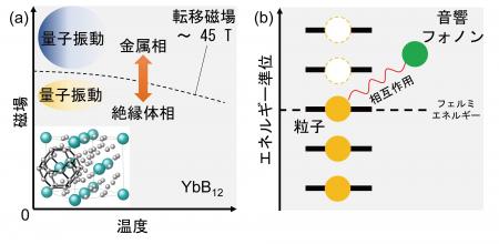 近藤絶縁体YbB12における磁気音響量子振動の探索 ～超