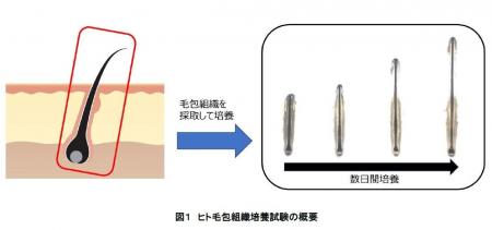 冬虫夏草エキスの毛包成長期維持作用への関与を確認