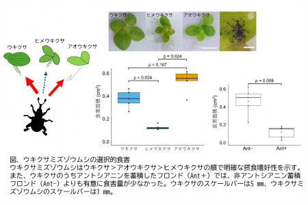 ウキクサを食べる虫の”選り好み”-日本に生育する3種 ウキクサを食べる虫の”選り好み”-日本に生育する3種