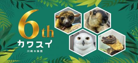 カワスイは6周年！ヒマラヤマーモットが新たに仲間入