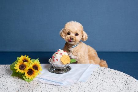 【OMO】愛犬用の「ひんやりかき氷」で暑さ対策。快適