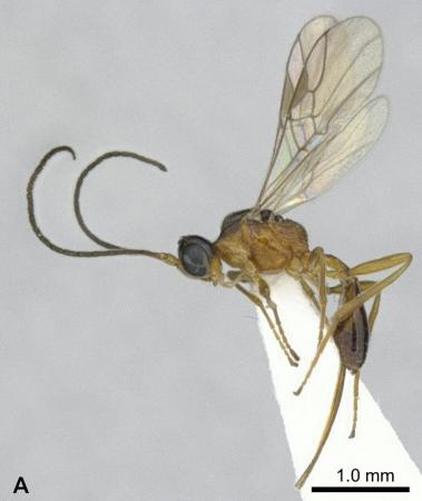 高校生が新種発見！ゾウムシの成虫に寄生する寄生蜂【