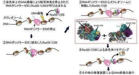 染色体上で遺伝子読み取りとDNA修復をつなぐ分子utf-8