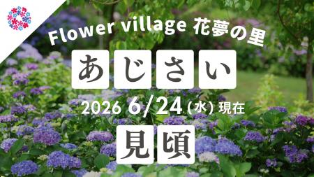 【広島／世羅】あじさいが見ごろです　あじさいとタチ