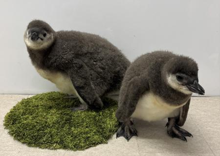 【すみだ水族館】この春生まれたペンギンの赤ちutf-8