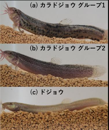 【東京農業大学（共同研究）】国外外来種カラドutf-8