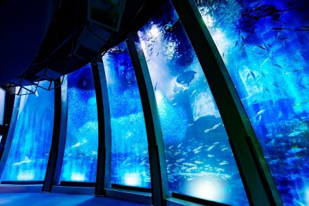 【横浜・八景島シーパラダイス】大水槽のイワシの大群