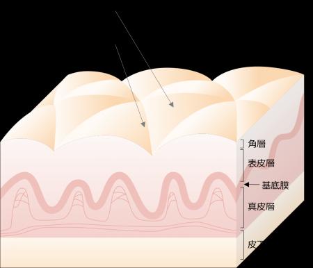 皮膚内部構造が肌表面のキメ様構造の形成に与える影響