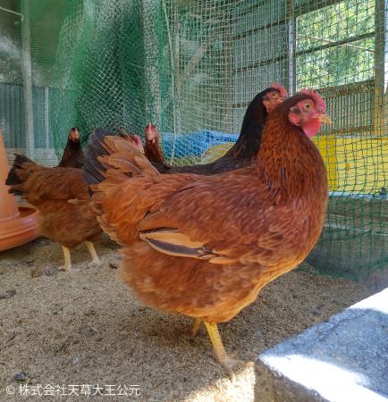 PBRレンディング、抽選ギフトのひとつに熊本・天草の