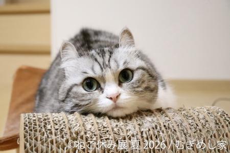 “猫まみれ”で癒される！人気スター猫の新作＆限utf-8