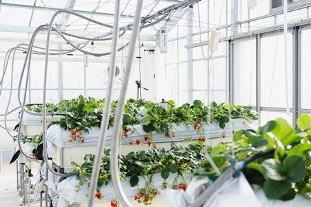 「ごみ処理施設で生じる燃焼ガス中のCO2をイチゴ栽培