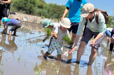 田植えしながら生き物調査　さいたま市岩槻区で生産者