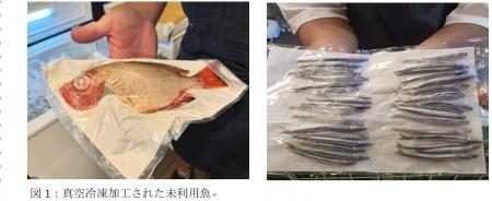 瞬間冷凍技術を活用した未利用魚・未活用魚の流通実証