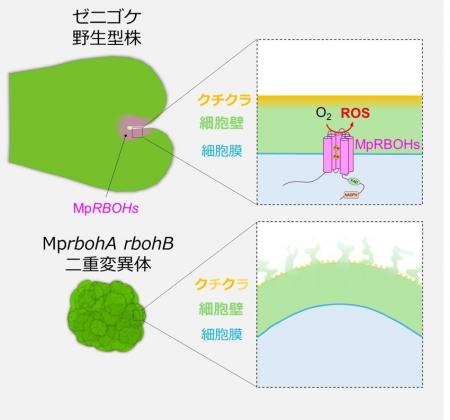 植物が秩序だった形をつくるための活性酸素の役割を解