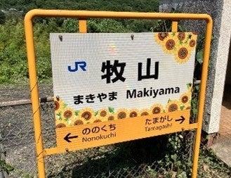 今年も黄色いじゅうたんが畑一面を覆います！牧山駅か
