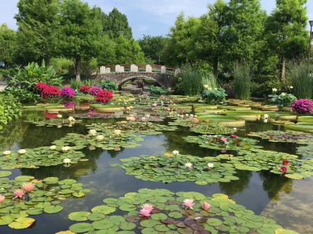 開園30周年！滋賀県・烏丸半島の植物園「草津市立水生