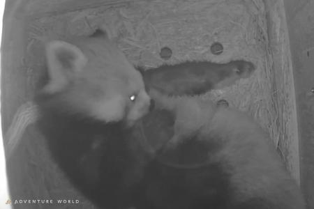 アドベンチャーワールドで８年ぶり、レッサーパンダの