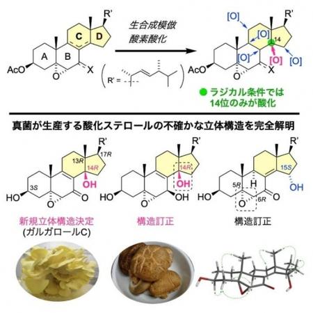 【大阪工業大学】キノコの効能に関わる分子を解明