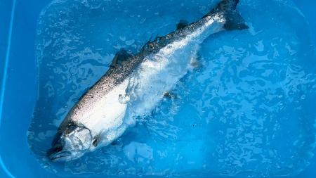 Smoltの高温耐性サクラマス種苗を導入した長州ながと