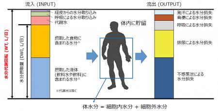 東北大学との共同研究　「水分代謝とトータルコンディ