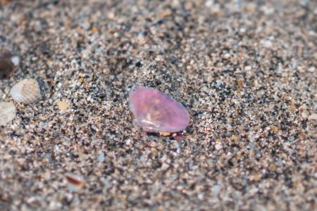 【鎌倉・由比ヶ浜】体験後に「桜貝が拾える海を残した