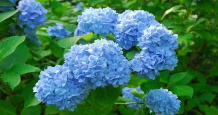 六甲高山植物園 鮮やかな六甲ブルー 牧野富太郎が命名