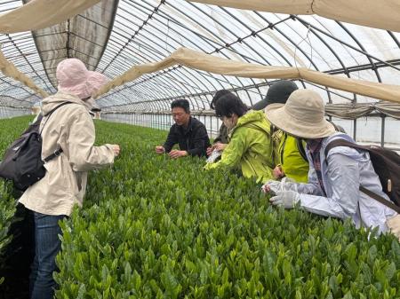 【埼玉県入間市】”狭山茶”新茶イベント振り返り特集 