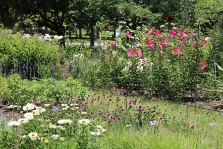 ペレニアルガーデンの夏の花壇【国営海の中道海浜公園