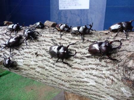 【JAF富山】カブトムシやクワガタを手に取って観察で